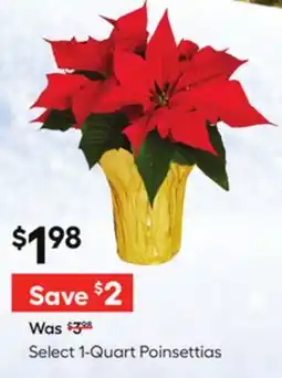 Lowe's Select 1-Quart Poinsettias offer