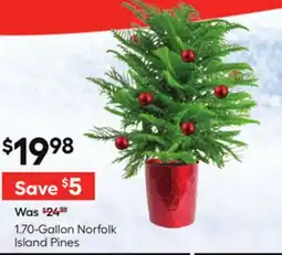 Lowe's 1.70-Gallon Norfolk Island Pines offer