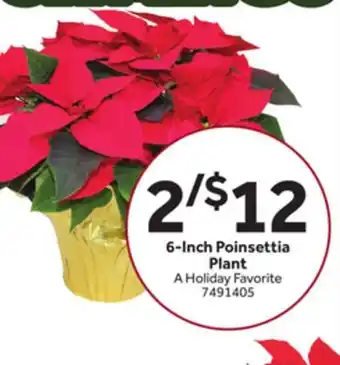 Stop&Shop 6-Inch Poinsettia offer