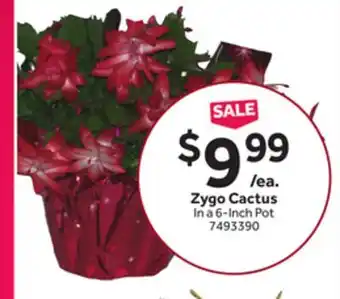 Stop&Shop Zygo Cactus offer