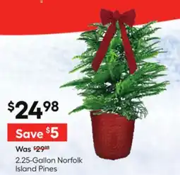 Lowe's 2.25-Gallon Norfolk Island Pines offer
