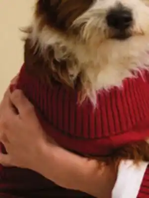 JC Penney St. John's Bark Dog sweaters offer