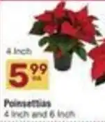 Albertsons Poinsettias 4 inch and 6 inch offer