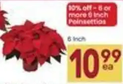 Albertsons Poinsettias 6 inch offer