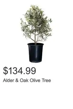 Costco Alder & Oak Olive Tree offer