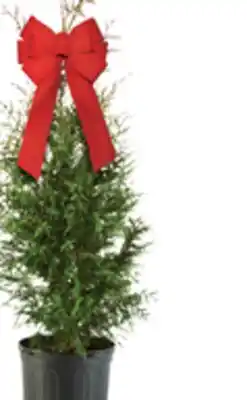 The Home Depot 3 HOLIDAY GREEN GIANT ARBORVITAE offer