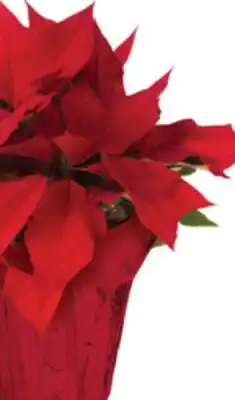 The Home Depot 5.5 Live Poinsettia offer