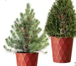 The Home Depot 6.5 Pine or Rosemary offer