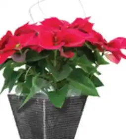 The Home Depot 7.5 Poinsettia in Tremont Planter offer