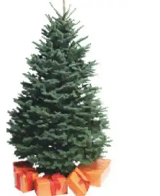 The Home Depot 6-7' NOBLE FIR offer