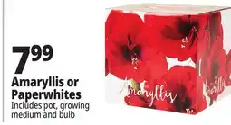 Ocean State Job Lot Amaryllis or Paperwhite Bulb Kit offer