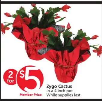 Albertsons Zygo Cactus offer