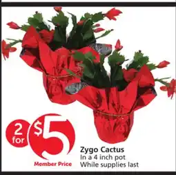 Vons Zygo Cactus offer