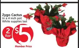 Pavilions Zygo Cactus offer