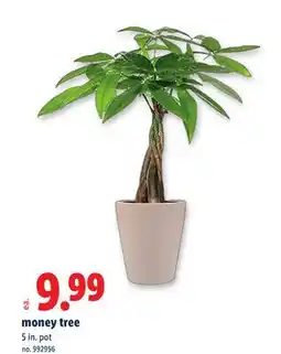 Lidl money tree offer