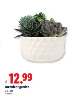 Lidl Succulent garden offer