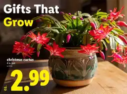 Lidl Christmas cactus offer