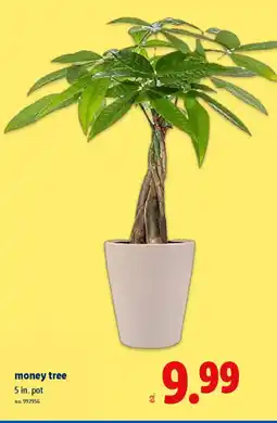 Lidl Money tree offer