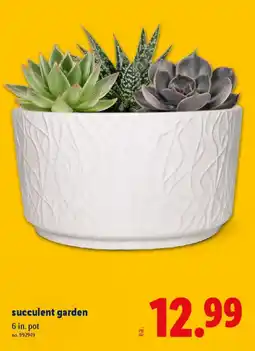 Lidl Succulent garden offer