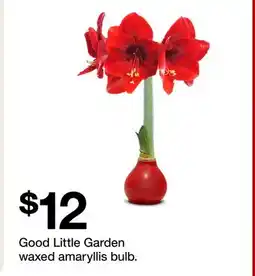 Target Good Little Garden waxed amaryllis offer
