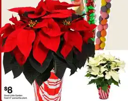 Target Good Little Garden fresh 6 poinsettia plant offer
