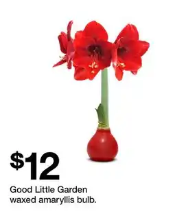 Target Good Little Garden waxed amaryllis bulb offer