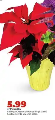 Hy-Vee 4 Poinsettia offer