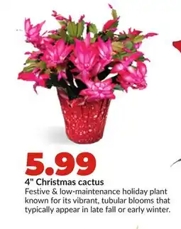 Hy-Vee 4 Christmas cactus offer