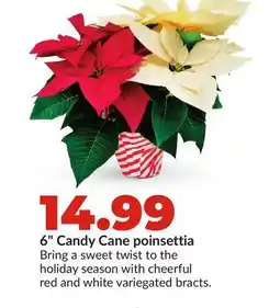 Hy-Vee 6 Candy Cane poinsettia offer