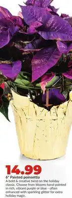 Hy-Vee 6 Painted poinsettia offer