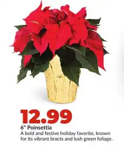 Hy-Vee 6 Poinsettia offer