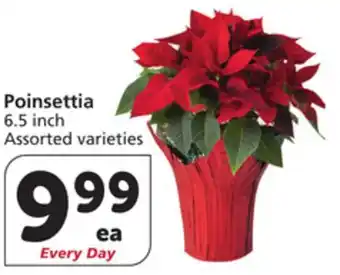 Vons Poinsettia offer