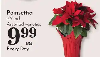 Pavilions Poinsettia offer