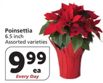 Albertsons Poinsettia offer
