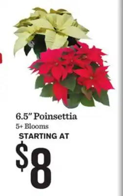 Mariano's 6.5 Poinsettia offer