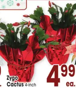 Jewel-Osco Zygo Cactus offer