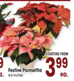 Jewel-Osco Festive Poinsettia offer