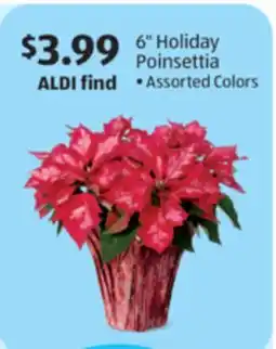 Aldi 6 Holiday Poinsettia offer