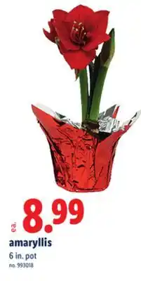 Lidl amaryllis offer