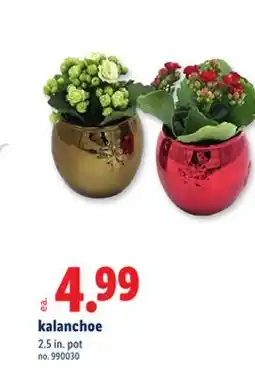 Lidl kalanchoe offer