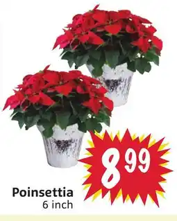 Foodmaxx Poinsettia offer