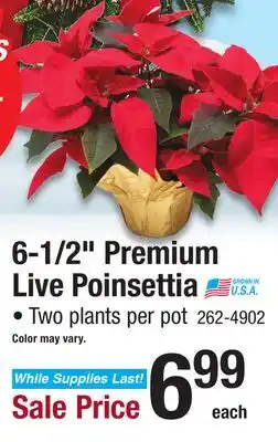 Menards 6-1/2 Premium Live Poinsettia offer