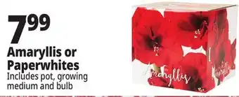 Ocean State Job Lot Amaryllis or Paperwhites offer