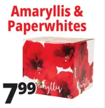 Ocean State Job Lot Amaryllis & Paperwhites offer