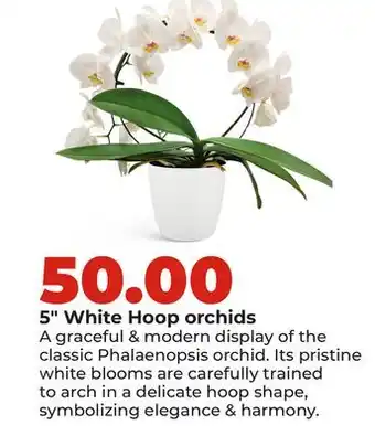 Hy-Vee 5 White Hoop orchids offer