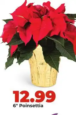 Hy-Vee 6 Poinsettia offer