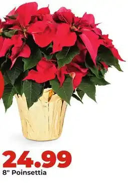 Hy-Vee 8 Poinsettia offer