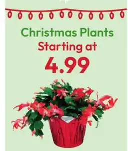 Stater Bros Christmas Plants offer