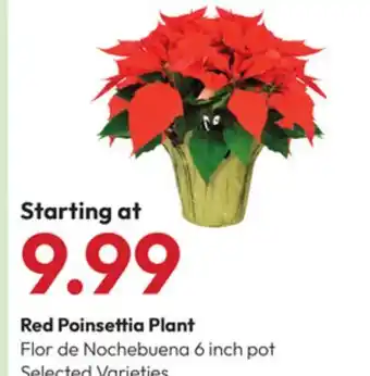 Stater Bros Red Poinsettia Plant offer