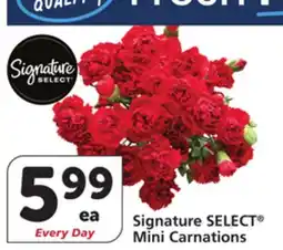 Albertsons Signature SELECT Mini Carnations offer